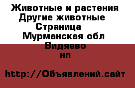 Животные и растения Другие животные - Страница 2 . Мурманская обл.,Видяево нп